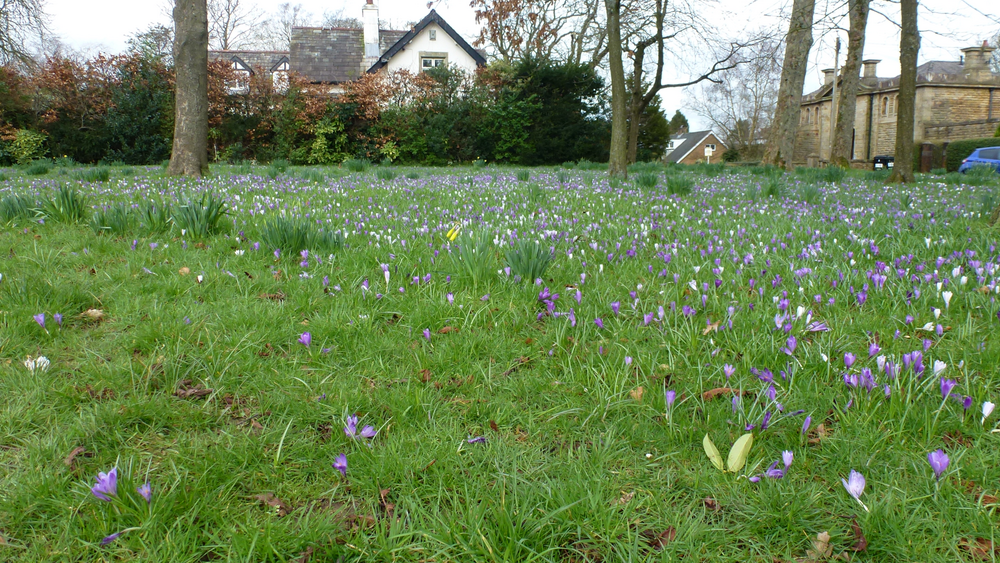 crocusdaffs.png