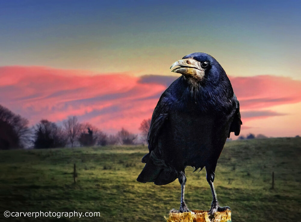 crow-against-alien-sky-dfine.jpg