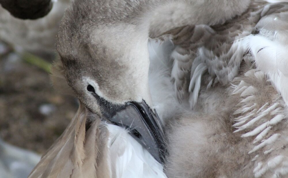 cygnet-small.JPG