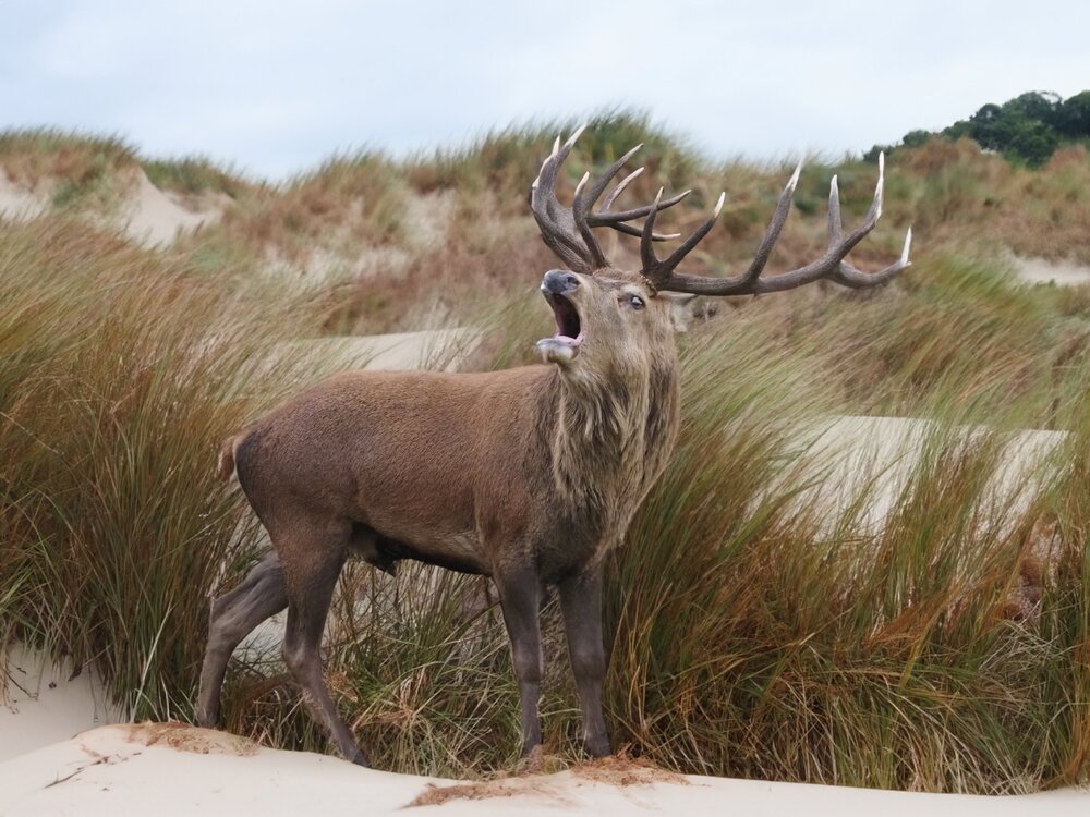 deer in the dunes.jpg