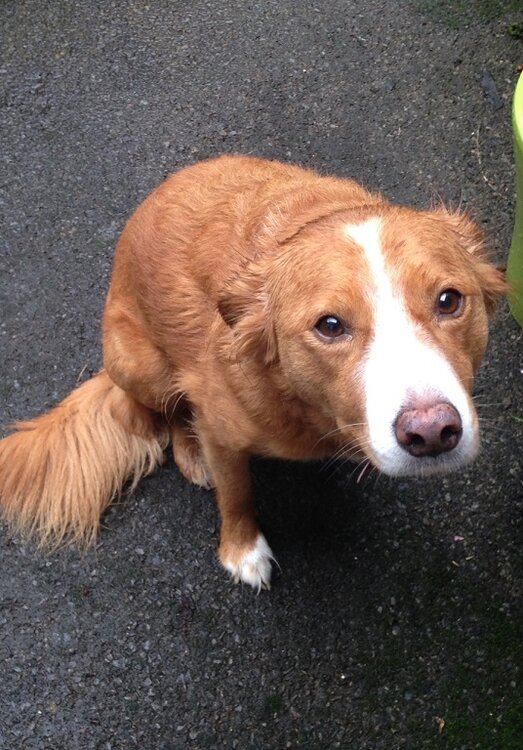 dog.jpg