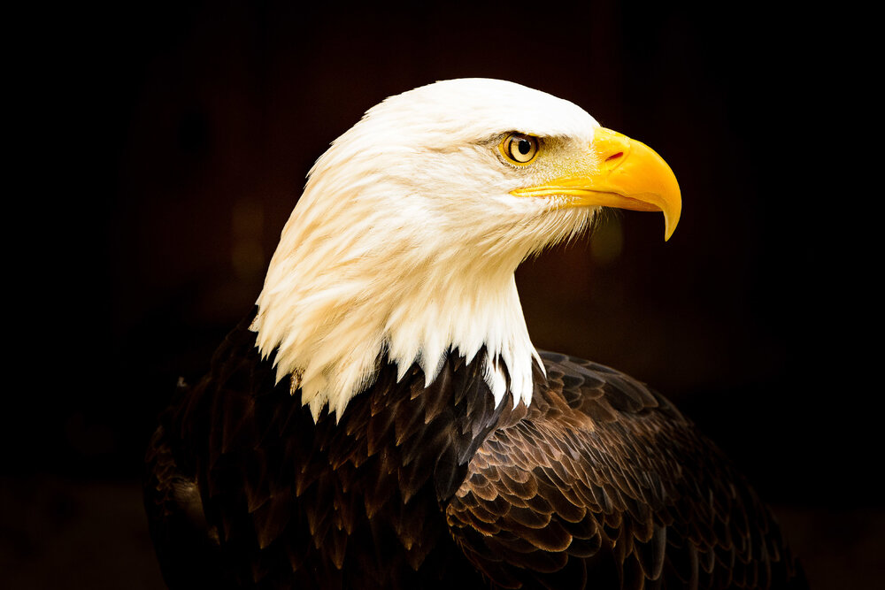 eagle.jpg