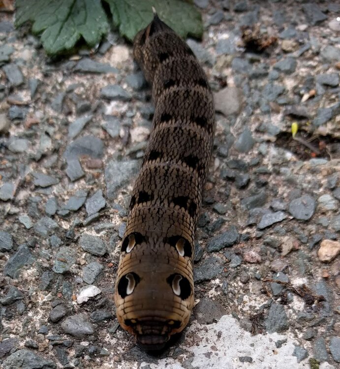 ehawkmoth.JPG