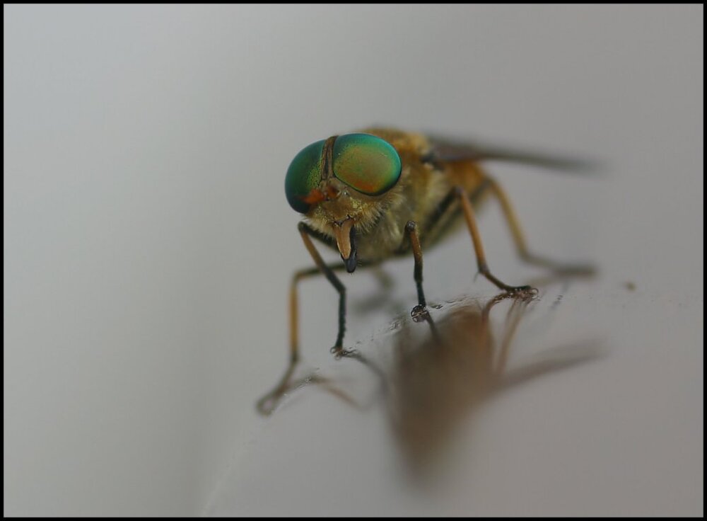 fly-sml.jpg
