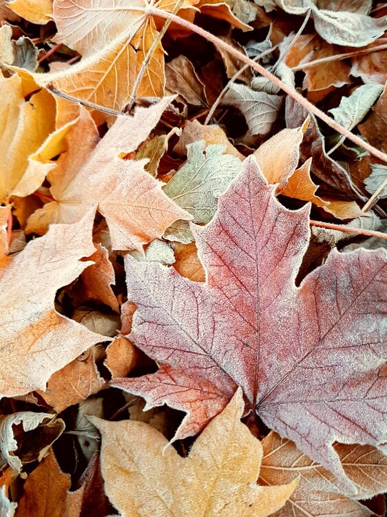frostyleaf.jpg