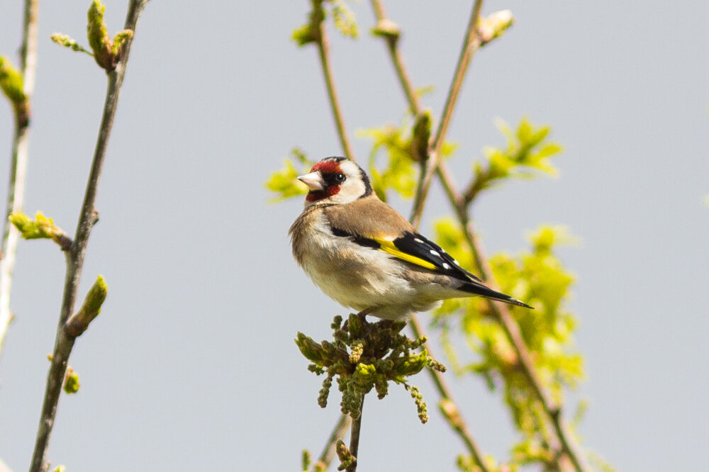 goldfinch.jpg