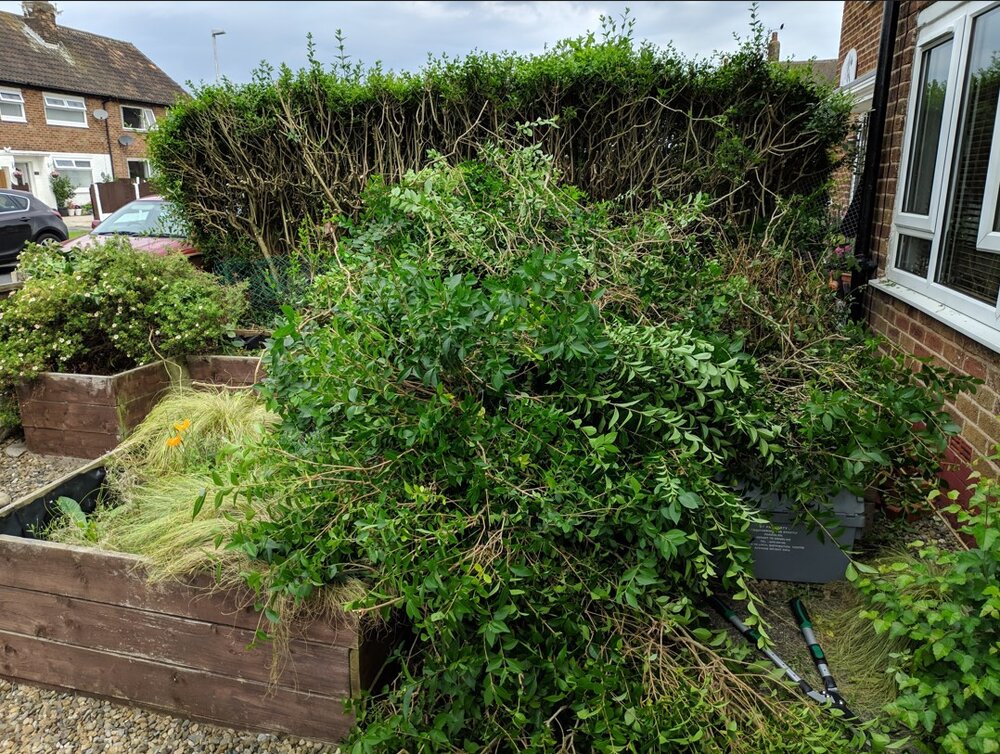 hedge2.jpg
