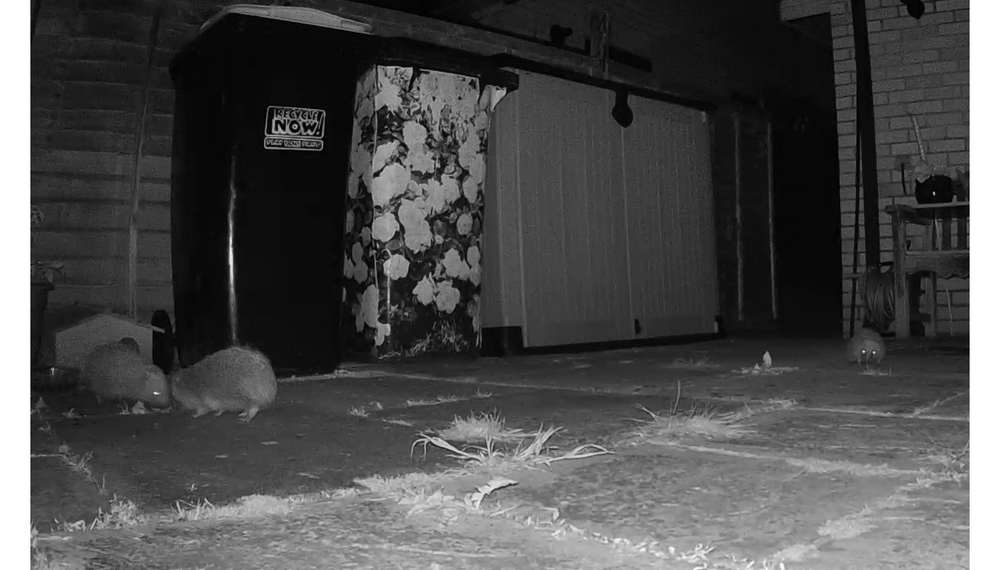 hedgehogs.png