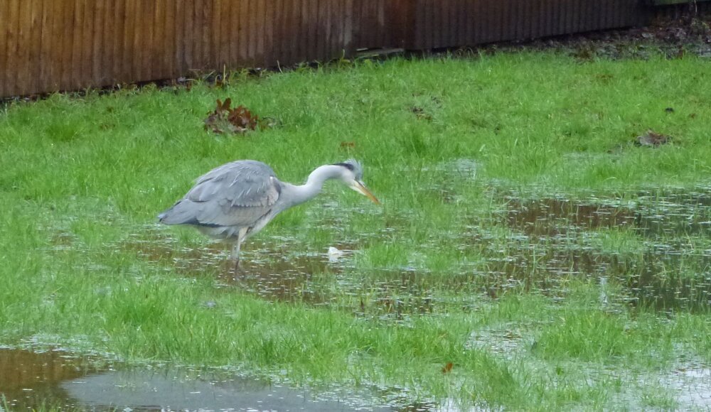 heron.JPG