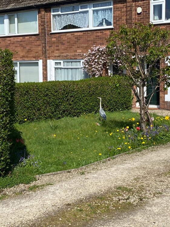 heron.jpg