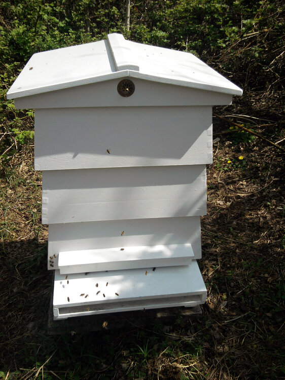 hive.jpg