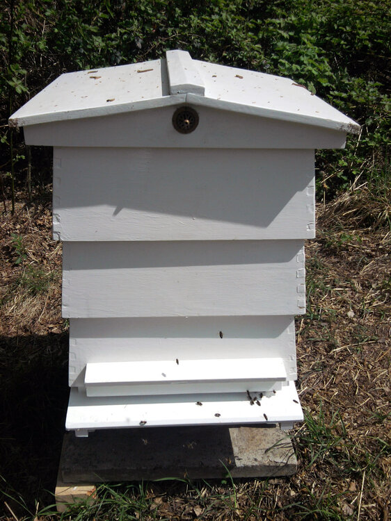 hive2.jpg