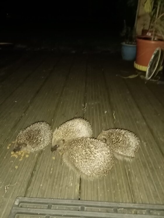 hogs.jpg