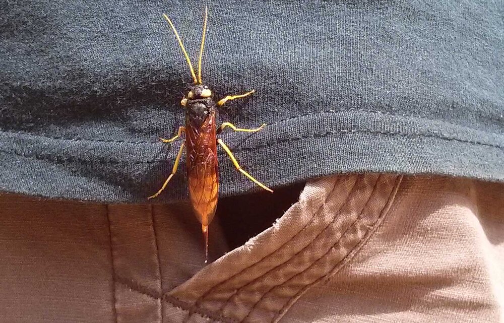 horntail1.jpg