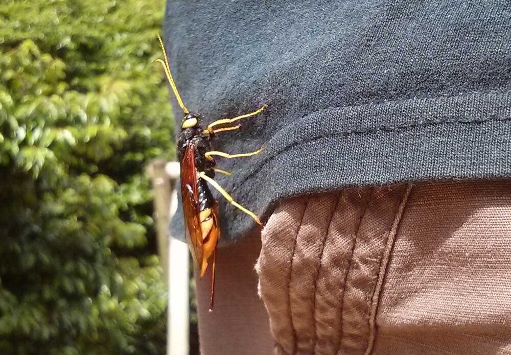 horntail2.jpg