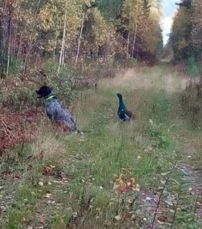 hunting dog for sale.jpg
