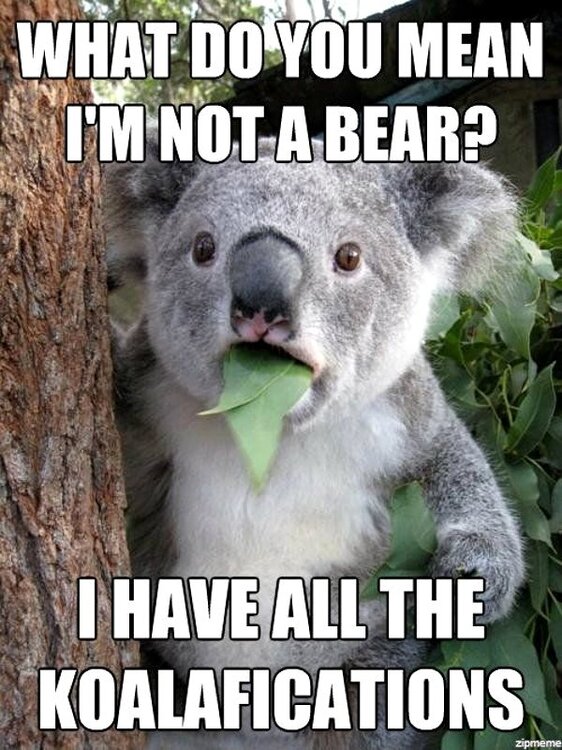 i-have-all-the-koalafications.jpg