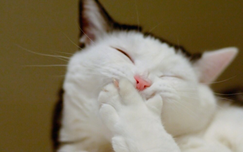 laughing-cat-wallpapers_39804_1280x800.jpg