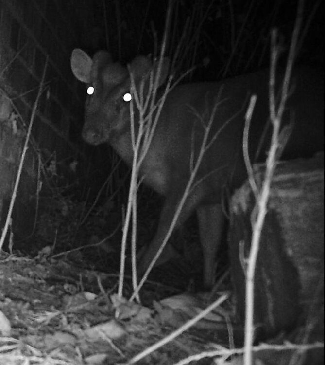 muntjac.JPG