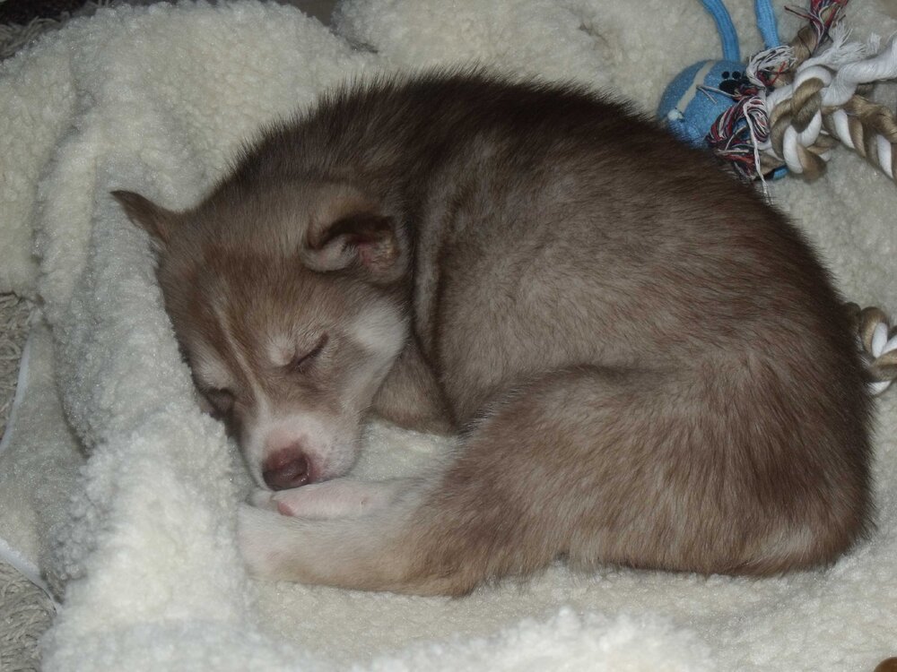 nanook.jpg