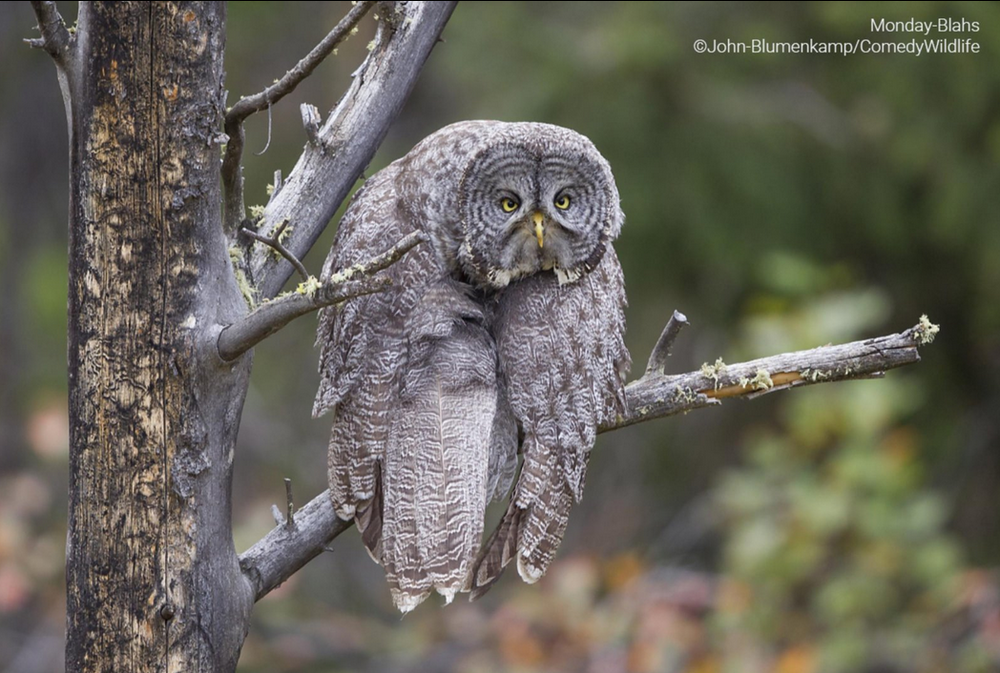 owl.png