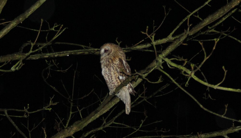 owl4.JPG