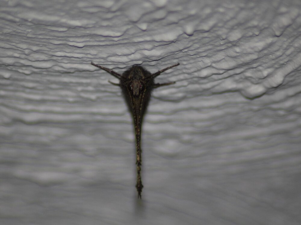 peacock-small.JPG
