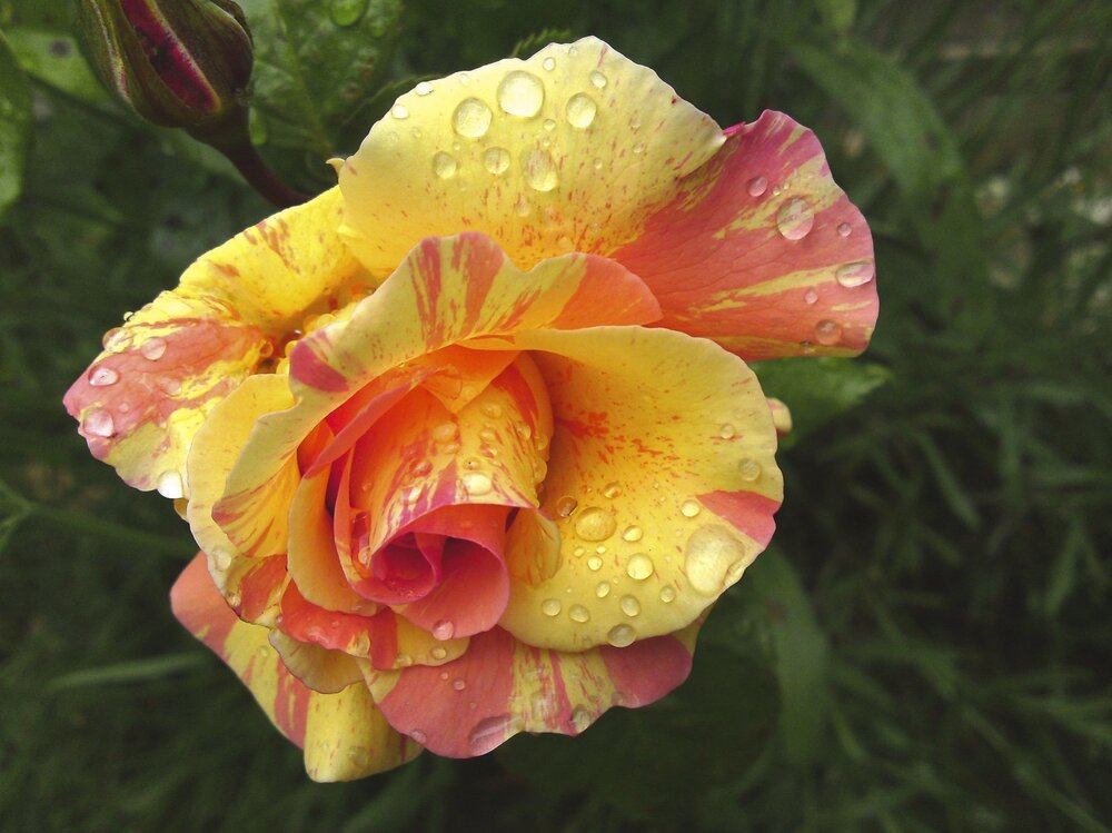 rose.jpg