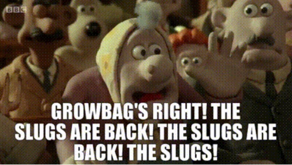 slugs.jpg