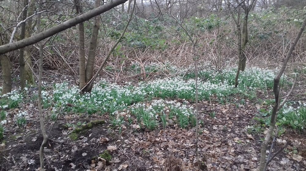 snowdrops.jpg