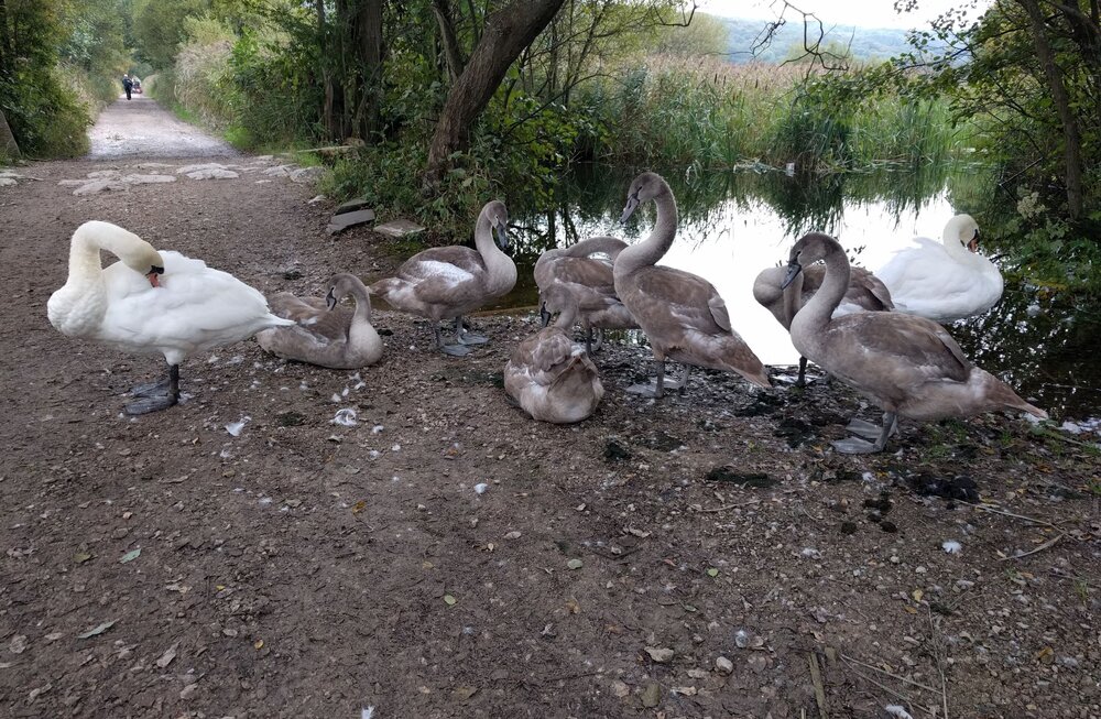 swans.JPG