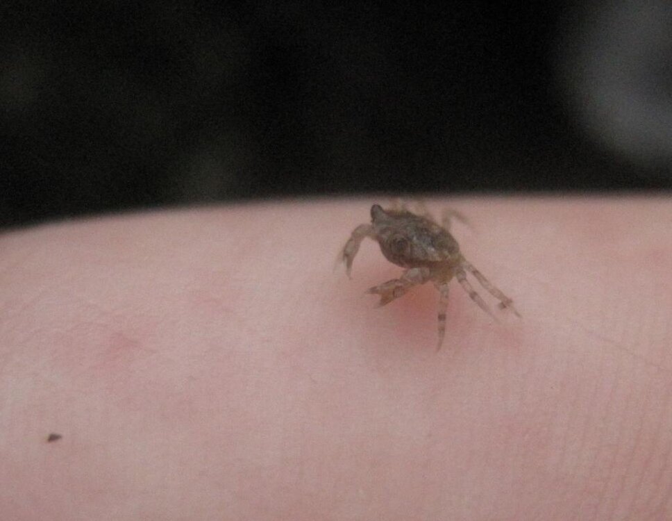 tiny crab.jpg