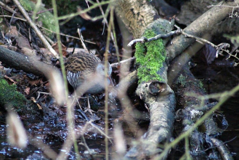 water rail.JPG