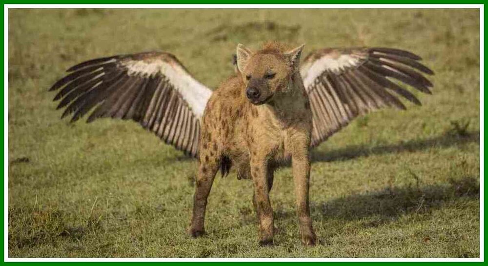 FlyingHyena.thumb.jpeg.56b3c4ec6d07aae4479618af763fab25.jpeg