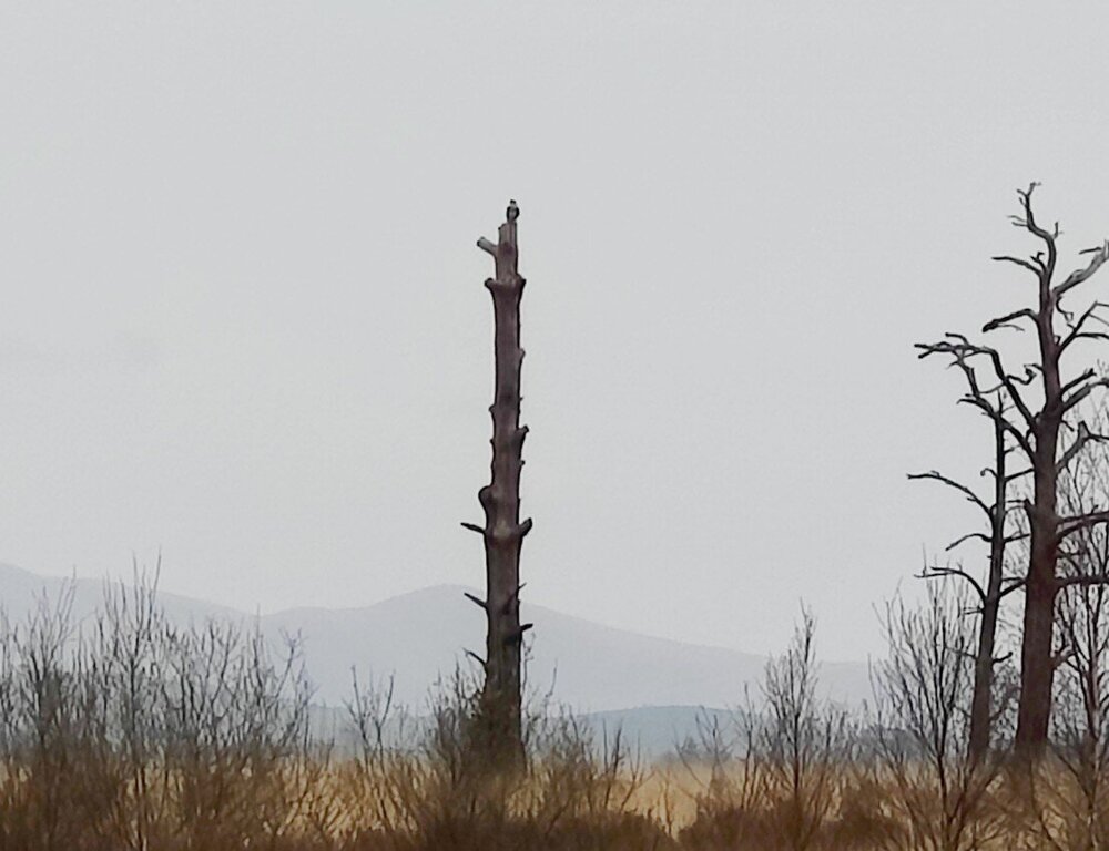 osprey1.jpg