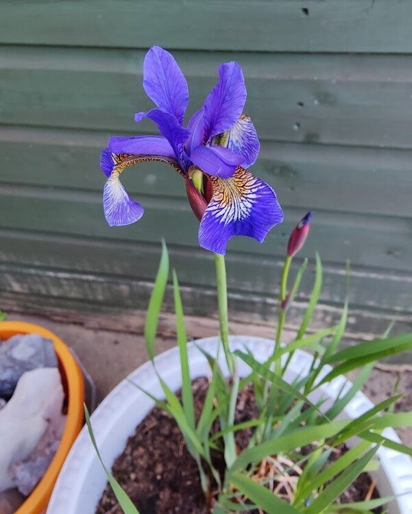 iris.thumb.jpg.599b52dd19a95a20349c8833ce052e01.jpg