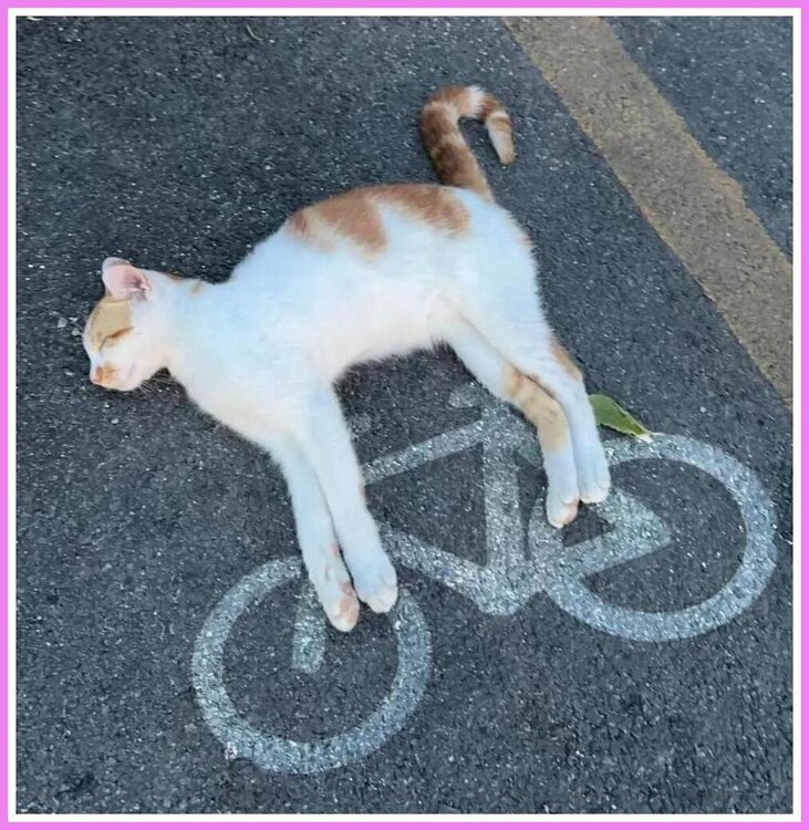 CatCycle.thumb.jpeg.009eefe5453f5fa7ec148df7ac07753b.jpeg