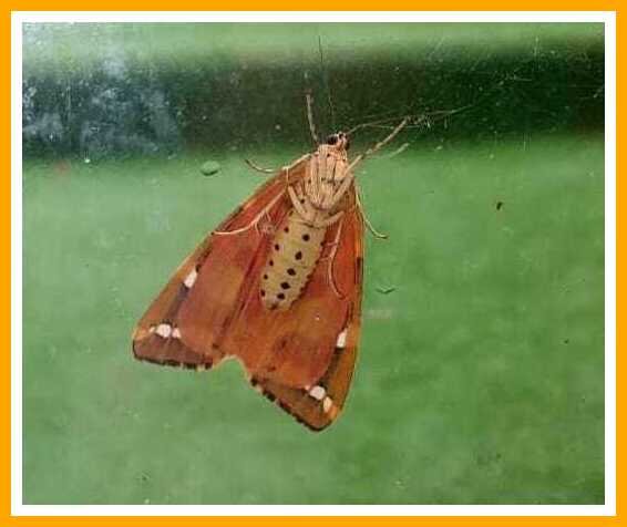 JeseyTigerMoth21_06_2025.jpeg.d5c8f6d5290a3c9aa459be9acc4a9874.jpeg