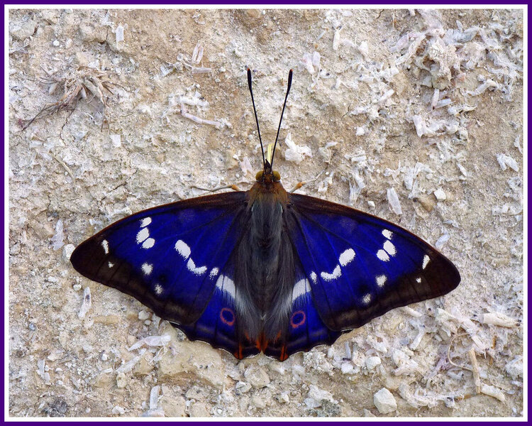 Purpleemperor.thumb.jpeg.4bb7ee0a5bfa33e210704c4fbe334e3b.jpeg