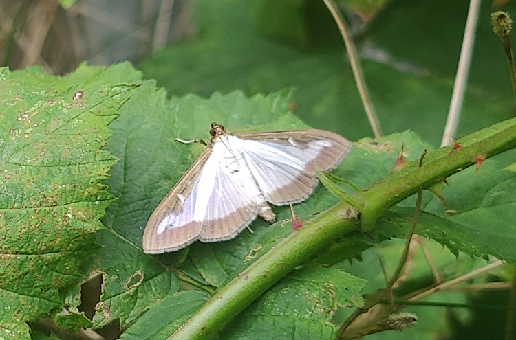 moth.thumb.png.76707b150044baf83371735dfdcdf929.png