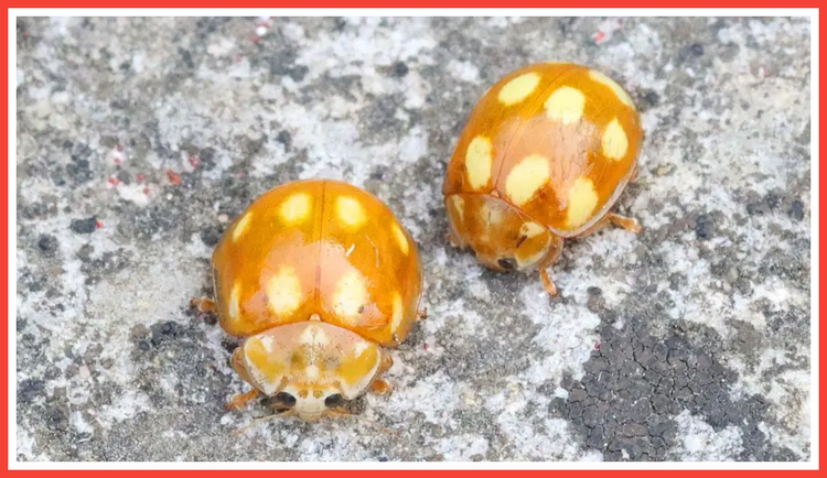 LittleArborealLadybirds.thumb.png.dc7376608d1d5aff4d283e7b17881672.png
