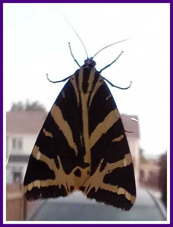 JerseyTiger17_07_2026.jpeg.356d25f601980ee4f57aafee8aa3e6b8.jpeg