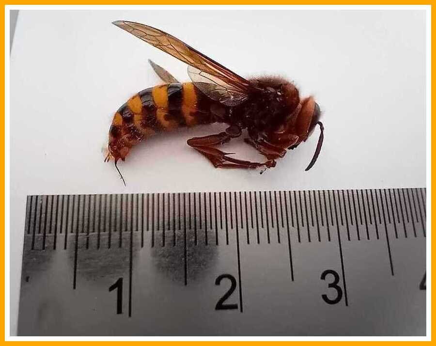 EuropeanHornet-12_10_2026.jpeg.90e387f362a9ff2adaf63defec89950c.jpeg